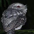 Papuan Frogmouth<br />Canon EOS 7D + EF70-200 F4L IS + EF1.4xII + SPEEDLITE 580EXII